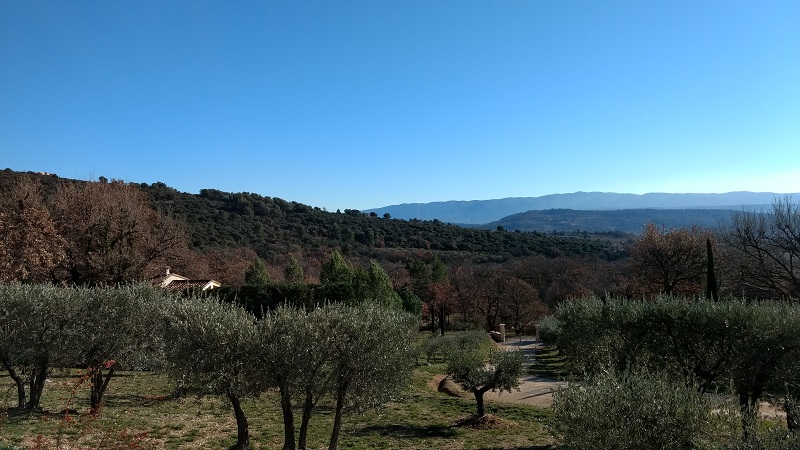 Olive Trees at Le Verger